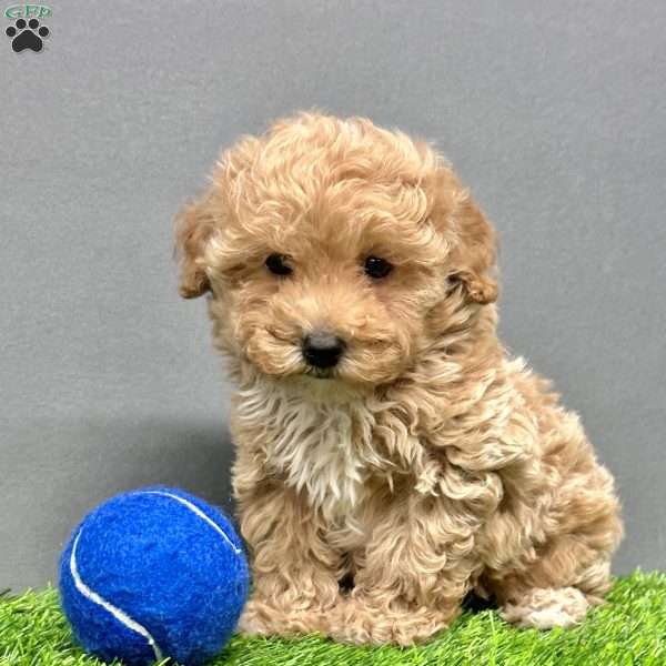 Milo, Toy Poodle Puppy