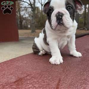 Bluey, English Bulldog Puppy