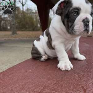 Bluey, English Bulldog Puppy