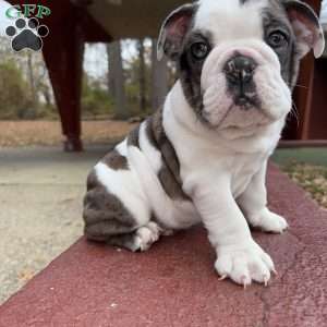 Bluey, English Bulldog Puppy