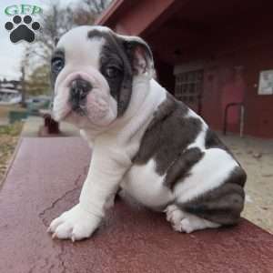 Bluey, English Bulldog Puppy