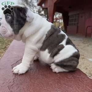 Bluey, English Bulldog Puppy