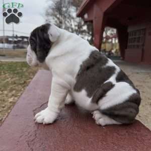 Bluey, English Bulldog Puppy