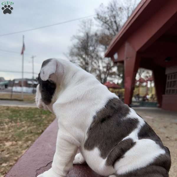 Bluey, English Bulldog Puppy