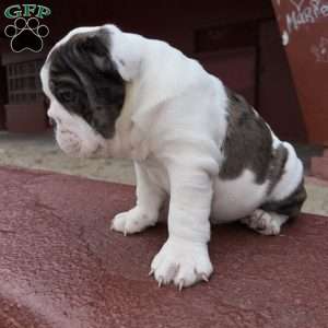 Bluey, English Bulldog Puppy