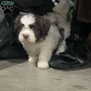 Grant, Shih Tzu Puppy