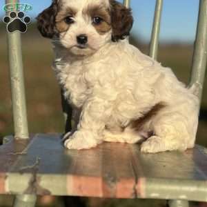 Celeste, Shih-Poo Puppy