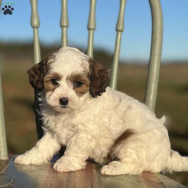 Celeste, Shih-Poo Puppy