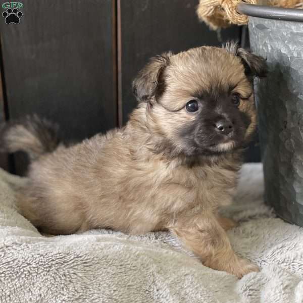 Linus, Mini Elkhound Puppy