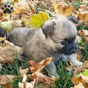 Linus, Mini Elkhound Puppy