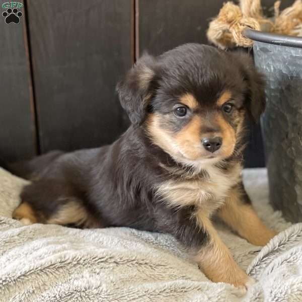 Charlie Brown, Mini Elkhound Puppy