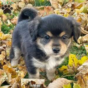 Charlie Brown, Mini Elkhound Puppy