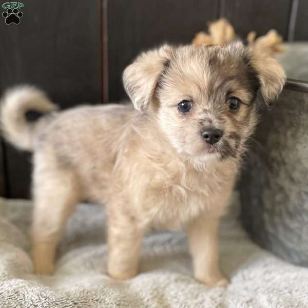 Lucy, Mini Elkhound Puppy