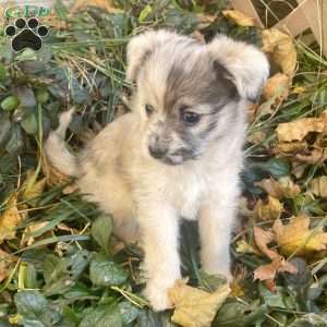 Lucy, Mini Elkhound Puppy