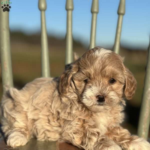 Celine, Shih-Poo Puppy