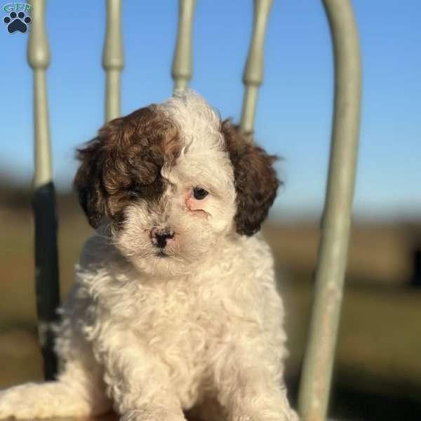 Clyde, Shih-Poo Puppy