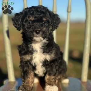 Cole, Shih-Poo Puppy