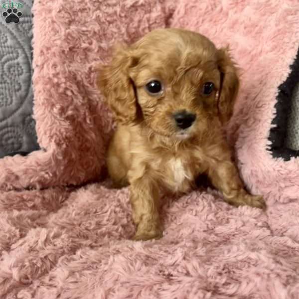 Ruby, Cavapoo Puppy