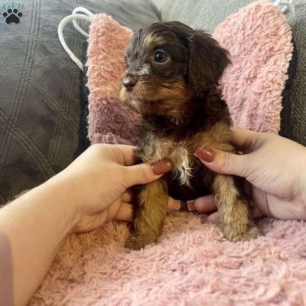 Mocha, Cavapoo Puppy