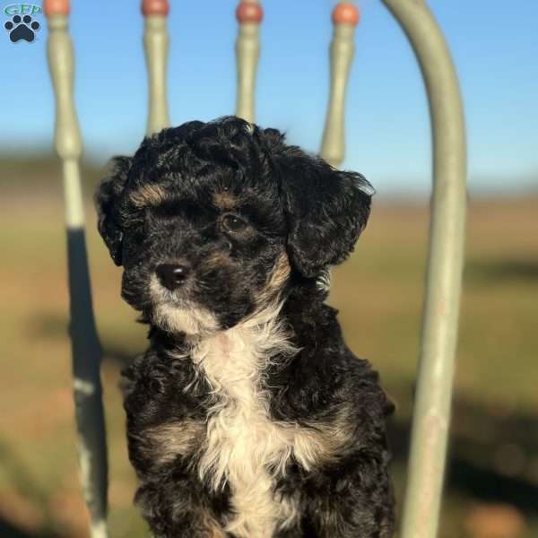 Cole, Shih-Poo Puppy