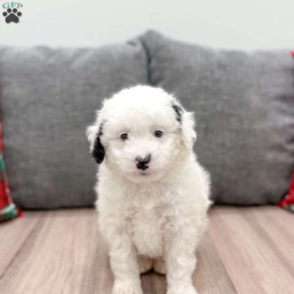 Alexis, Mini Sheepadoodle Puppy