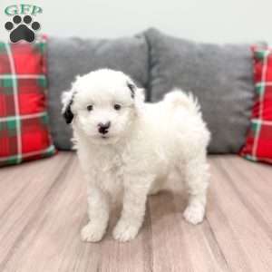 Alexis, Mini Sheepadoodle Puppy