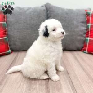 Alexis, Mini Sheepadoodle Puppy