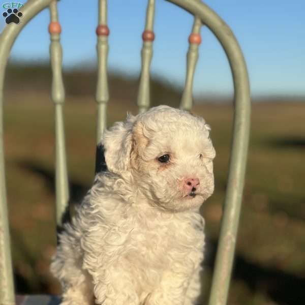 Cloud, Shih-Poo Puppy