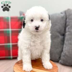 Alexis, Mini Sheepadoodle Puppy