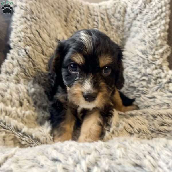 Bruce, Cavapoo Puppy