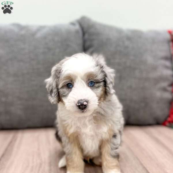 Ajay, Mini Sheepadoodle Puppy