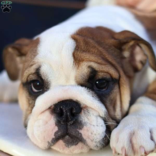 Shelby, English Bulldog Puppy