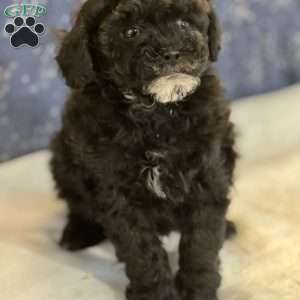 Asher, Shih-Poo Puppy