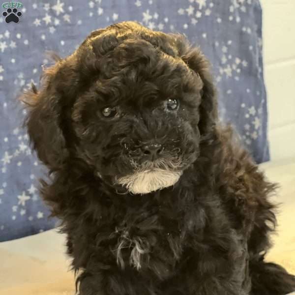 Asher, Shih-Poo Puppy