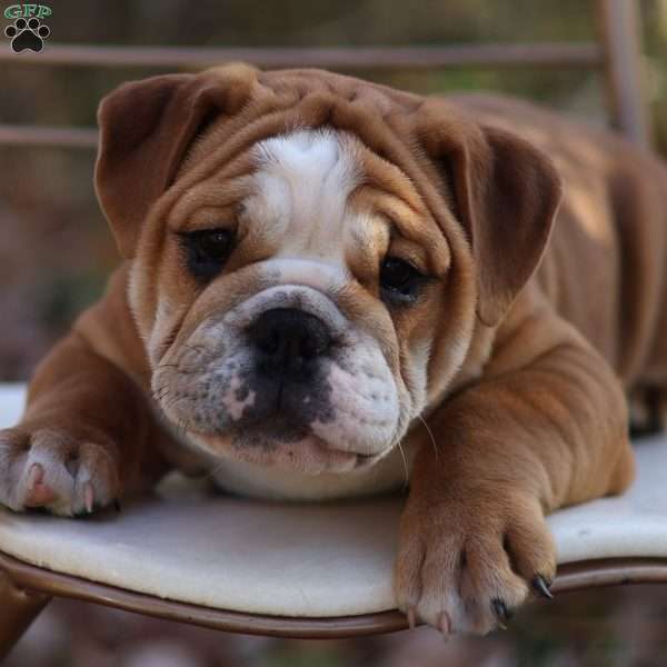 Rylee, English Bulldog Puppy