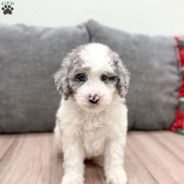 Adora, Mini Sheepadoodle Puppy