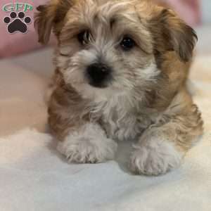 Shine, Yorkie-Chon Puppy