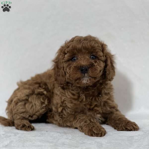 Quincy, Miniature Poodle Puppy