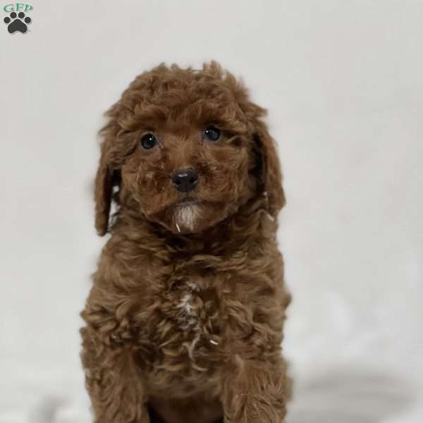 Qutie, Miniature Poodle Puppy