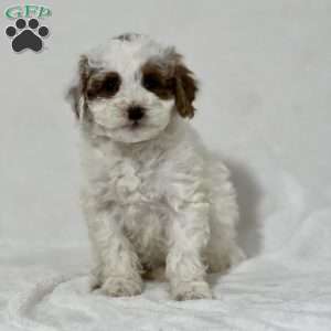 Quinlee, Miniature Poodle Puppy