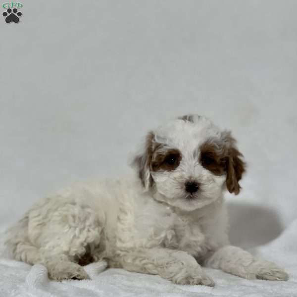 Quinlee, Miniature Poodle Puppy