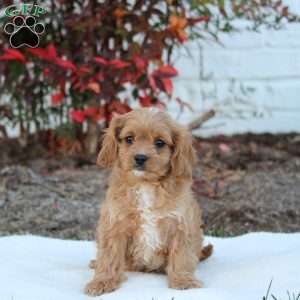 Tonya, Cavapoo Puppy