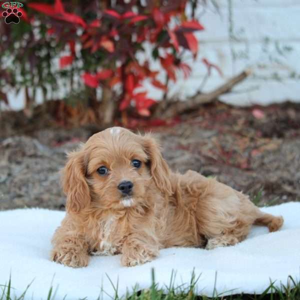 Tonya, Cavapoo Puppy