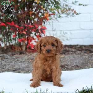 Tulip, Cavapoo Puppy