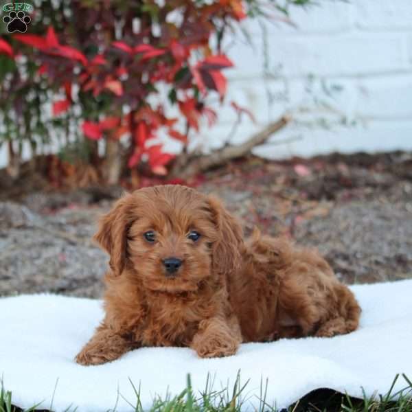 Tulip, Cavapoo Puppy