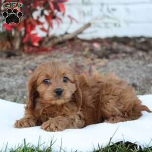 Tina, Cavapoo Puppy