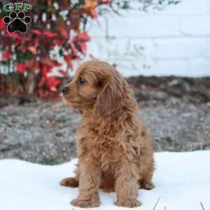 Tina, Cavapoo Puppy