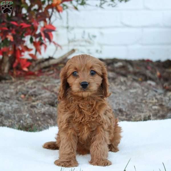 Tina, Cavapoo Puppy