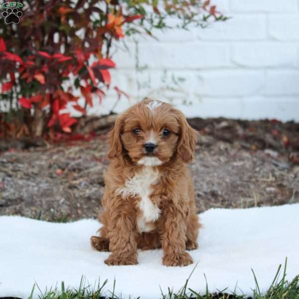 Mason, Cavapoo Puppy