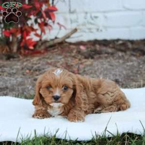 Mason, Cavapoo Puppy